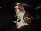 Small Photo #1 Cavalier King Charles Spaniel Puppy For Sale in CHRISTMAS, FL, USA