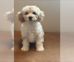 Ghibli - Male Cavapoochon (Miniature) Puppy for Sale - Photo #4