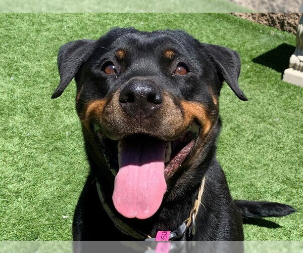 Medium Photo #1 Rottweiler-Unknown Mix Puppy For Sale in Moreno Valley, CA, USA