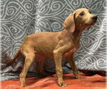 Small #2 Labrador Retriever Mix