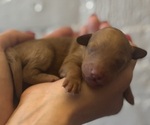 Puppy Wellington Goldendoodle (Miniature)