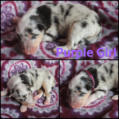 Collie Puppy for sale in WATERTOWN, SD, USA