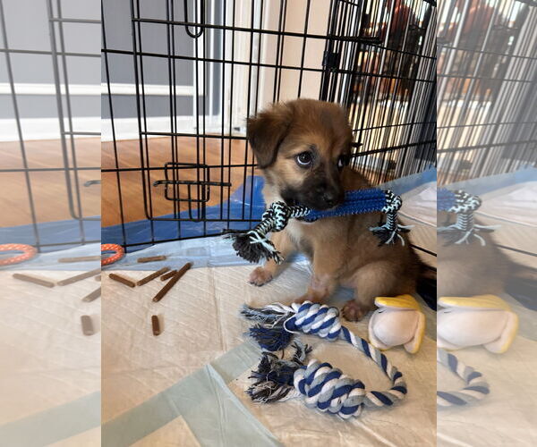 Medium Photo #2 German Shepherd Dog-Unknown Mix Puppy For Sale in Stephens City, VA, USA
