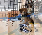 Small #1 German Shepherd Dog Mix