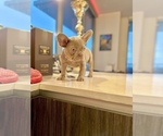 Puppy 1 French Bulldog