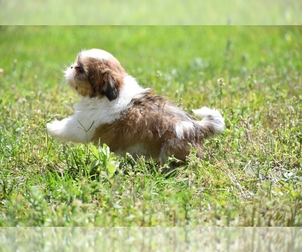 Medium Photo #3 Shih Tzu Puppy For Sale in PALM COAST, FL, USA