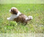 Small Photo #3 Shih Tzu Puppy For Sale in PALM COAST, FL, USA