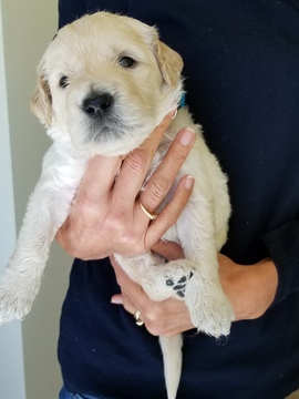 Medium Photo #20 Goldendoodle Puppy For Sale in DALLAS, GA, USA