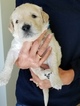 Small Photo #20 Goldendoodle Puppy For Sale in DALLAS, GA, USA