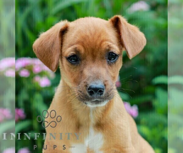 Medium Photo #1 Cavapoo (Miniature)-Jack Russell Terrier Mix Puppy For Sale in EAST EARL, PA, USA