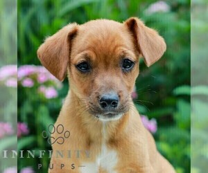 Cavapoo (Miniature)-Jack Russell Terrier Mix Puppy for sale in EAST EARL, PA, USA