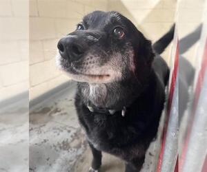 Labrador Retriever-Unknown Mix Dogs for adoption in Anchorage, AK, USA