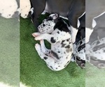 Small Photo #75 Great Dane Puppy For Sale in MARICOPA, AZ, USA