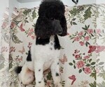 Small Photo #3 Poodle (Standard) Puppy For Sale in SALUDA, SC, USA