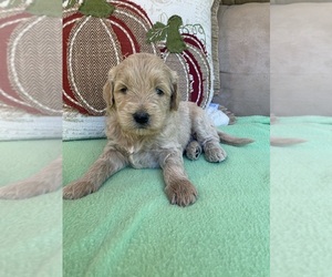 Goldendoodle Puppy for sale in STELLA, MO, USA