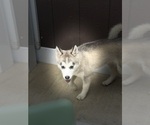 Small #3 Pomsky