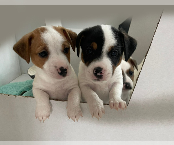 Medium Photo #3 Jack Russell Terrier Puppy For Sale in HAYMARKET, VA, USA