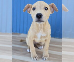 Fabio - Male Shepradors Dog for Adoption - Photo #4