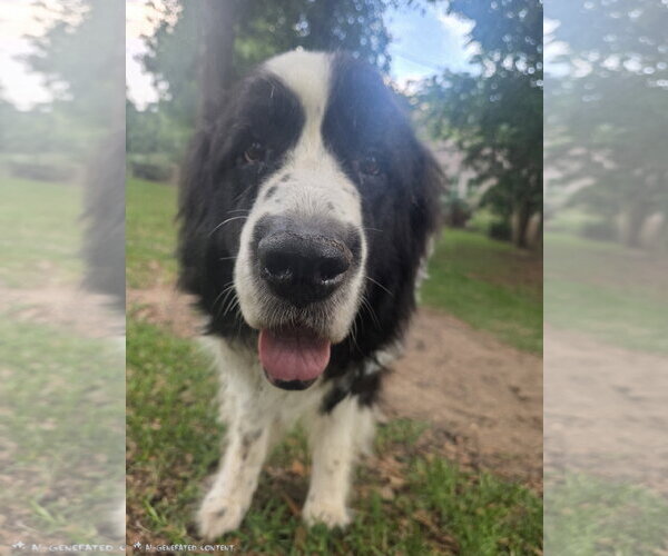 Medium Photo #4 Great Pyrenees-Unknown Mix Puppy For Sale in Spring, TX, USA
