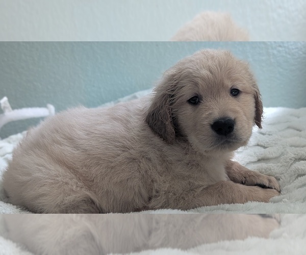 Medium Photo #2 Golden Retriever Puppy For Sale in MODESTO, CA, USA