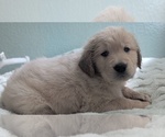 Small #1 Golden Retriever