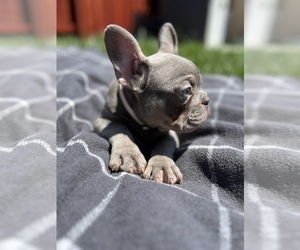 French Bulldog Puppy for sale in SACRAMENTO, CA, USA