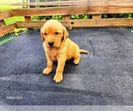 Small #1 Golden Retriever