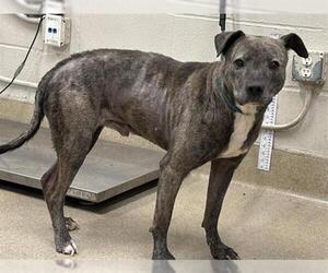 American Staffordshire Terrier-Unknown Mix Dogs for adoption in Grand Prairie, TX, USA
