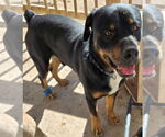 Small #6 Rottweiler