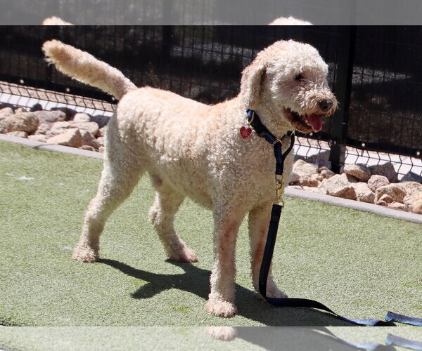 Medium Photo #1 Goldendoodle Puppy For Sale in Glendale , AZ, USA