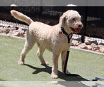 Small Goldendoodle