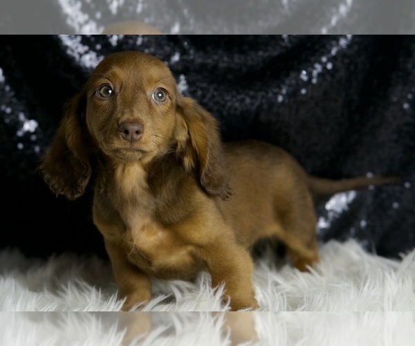 Medium Photo #3 Dachshund Puppy For Sale in WARSAW, IN, USA