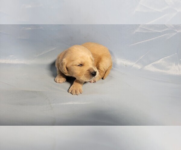 Medium Photo #22 Golden Retriever Puppy For Sale in FALCON, CO, USA