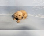 Small #11 Golden Retriever