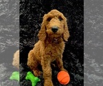 Small Photo #6 Goldendoodle Puppy For Sale in GREENBRIER, AR, USA