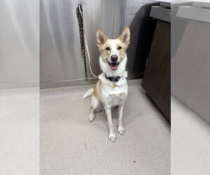 Siberian Husky Dogs for adoption in Fairbanks, AK, USA