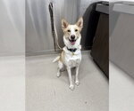 Small Siberian Husky
