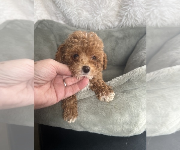 Medium Photo #1 Poodle (Toy) Puppy For Sale in NILES, MI, USA