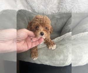 Poodle (Toy) Puppy for sale in NILES, MI, USA