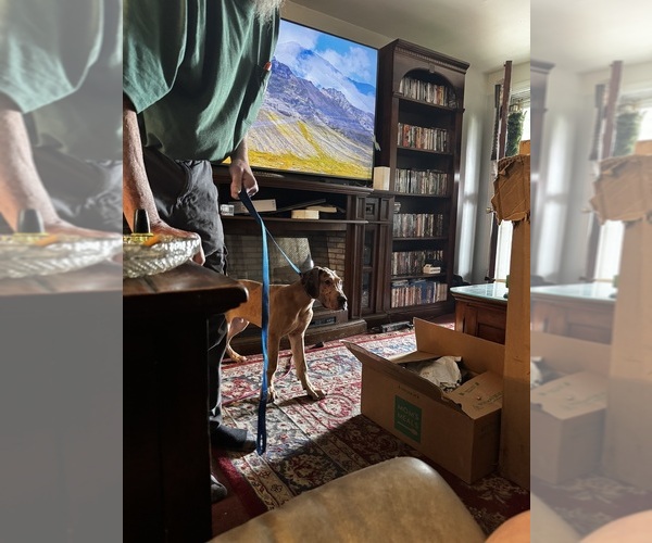 Medium Photo #15 Great Dane Puppy For Sale in ALIQUIPPA, PA, USA