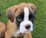 Small #13 Boxer