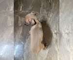 Small Photo #4 Italian Greyhound Puppy For Sale in BROOKLYN, NY, USA