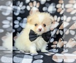Small Photo #2 Pomeranian Puppy For Sale in LINCOLN UNIV, PA, USA
