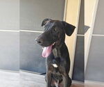 Small #4 Mutt