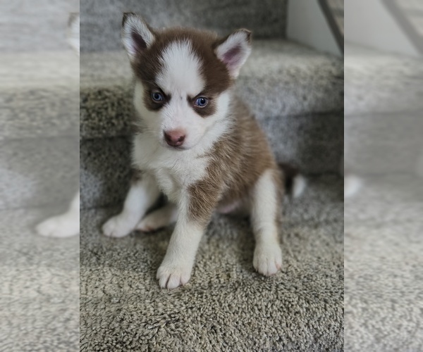Medium Photo #2 Pomsky Puppy For Sale in CHARLOTTE, NC, USA
