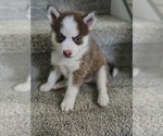 Small #1 Pomsky