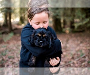 Cocker Spaniel Puppy for sale in RENTON, WA, USA