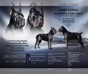 Cane Corso Puppy for Sale in LAS VEGAS, Nevada USA