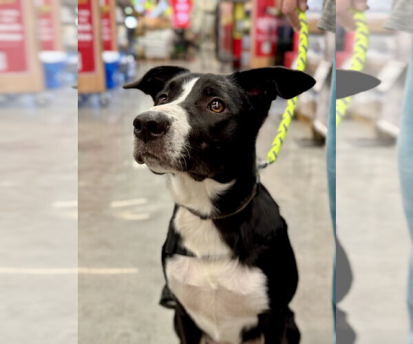 Medium Photo #5 American Staffordshire Terrier-Border Collie Mix Puppy For Sale in White Bluff, TN, USA