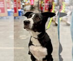 Small #4 American Staffordshire Terrier-Border Collie Mix
